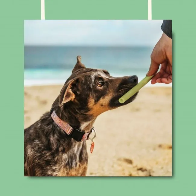 Pawtato TUBES Seaweed