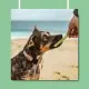 Pawtato TUBES Seaweed